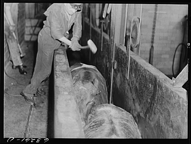 Illustration for article titled Utterly Disturbing, Century-Old Photos of Meat-Packing Facilities